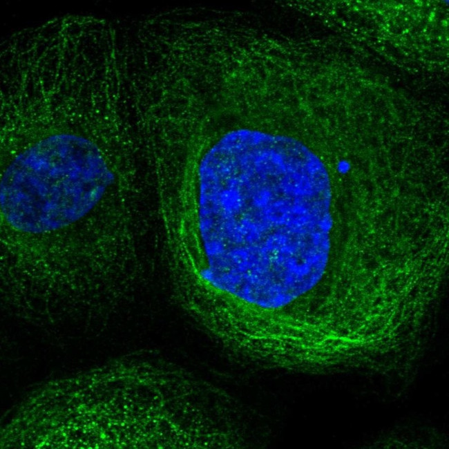 LANCL1 Antibody in Immunocytochemistry (ICC/IF)