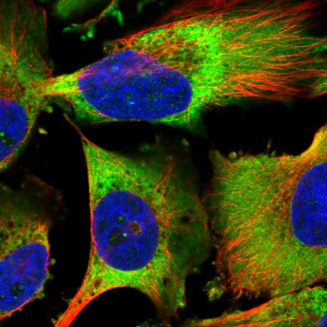 EEF1B2 Antibody in Immunocytochemistry (ICC/IF)