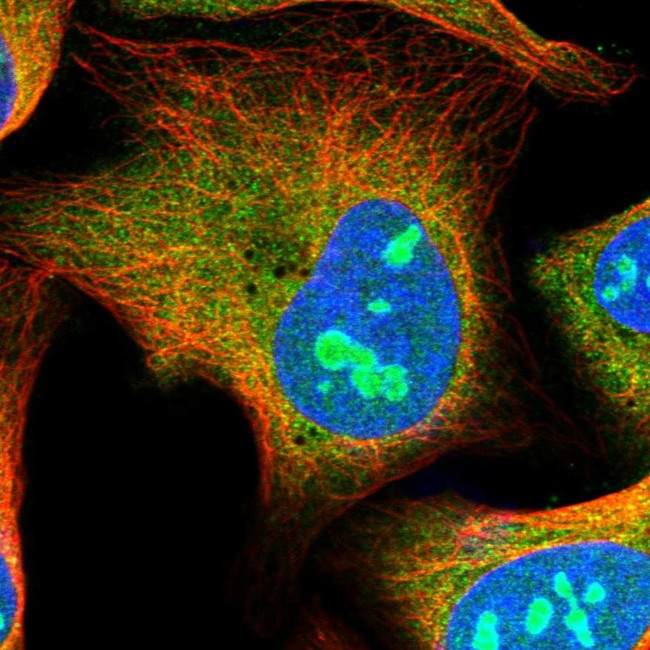 HS1BP3 Antibody in Immunocytochemistry (ICC/IF)