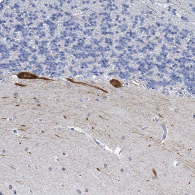 Neurotrypsin Antibody in Immunohistochemistry (IHC)