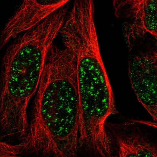 MAST3 Antibody in Immunocytochemistry (ICC/IF)