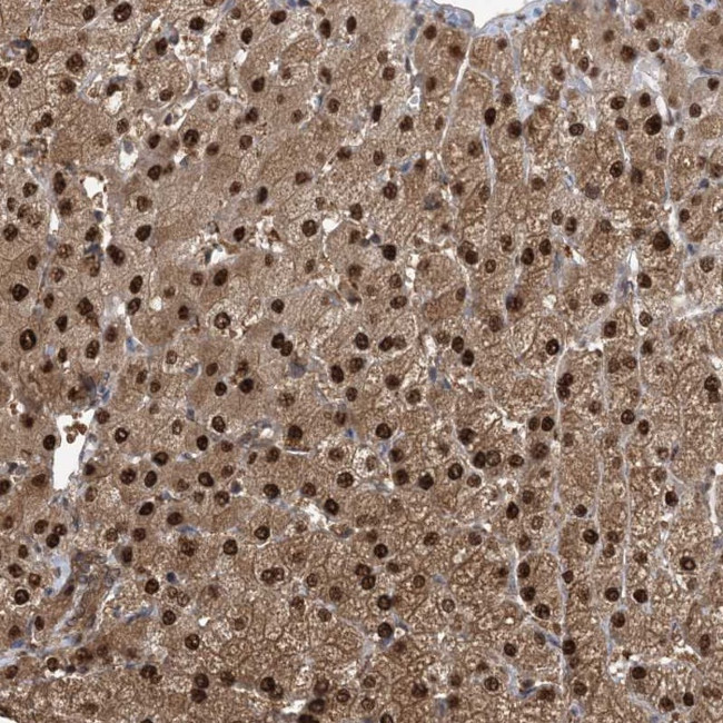 C11orf73 Antibody in Immunohistochemistry (Paraffin) (IHC (P))