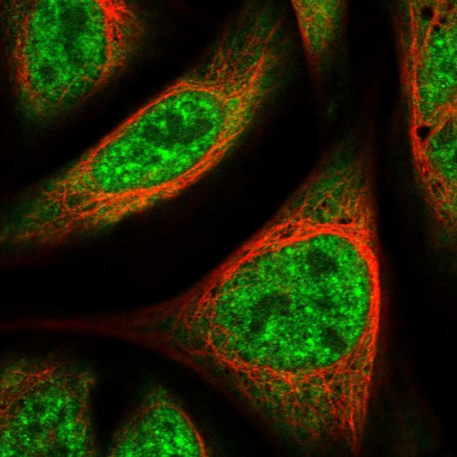 UBAP2L Antibody in Immunocytochemistry (ICC/IF)