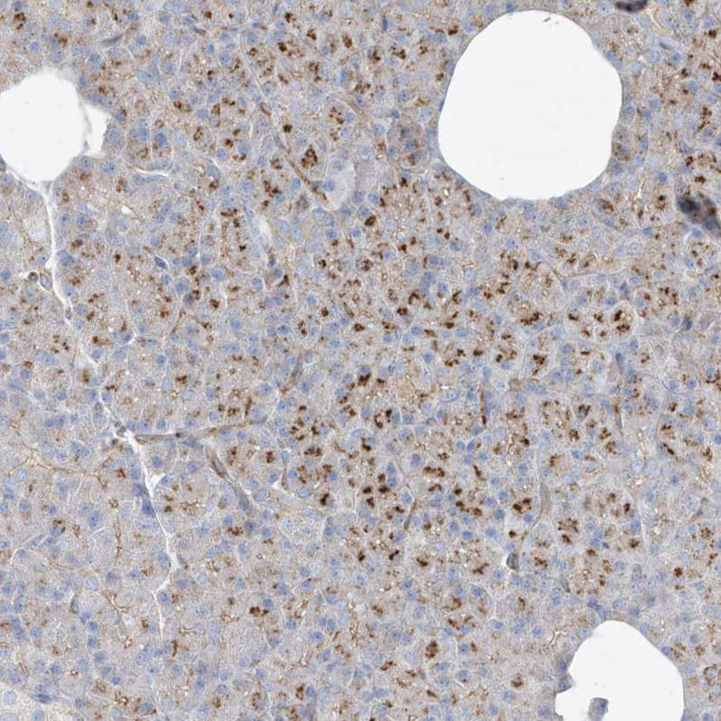 VAMP5 Antibody in Immunohistochemistry (Paraffin) (IHC (P))