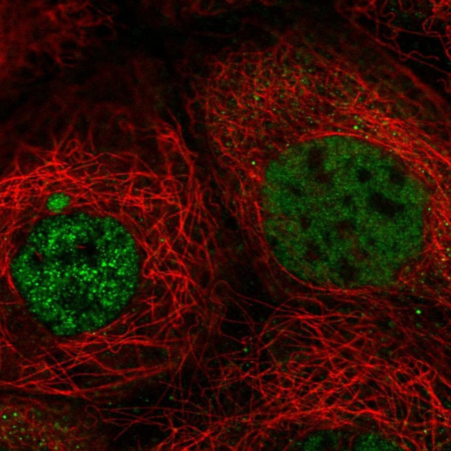 C21orf58 Antibody in Immunocytochemistry (ICC/IF)