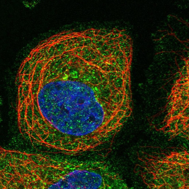 PRRT3 Antibody in Immunocytochemistry (ICC/IF)