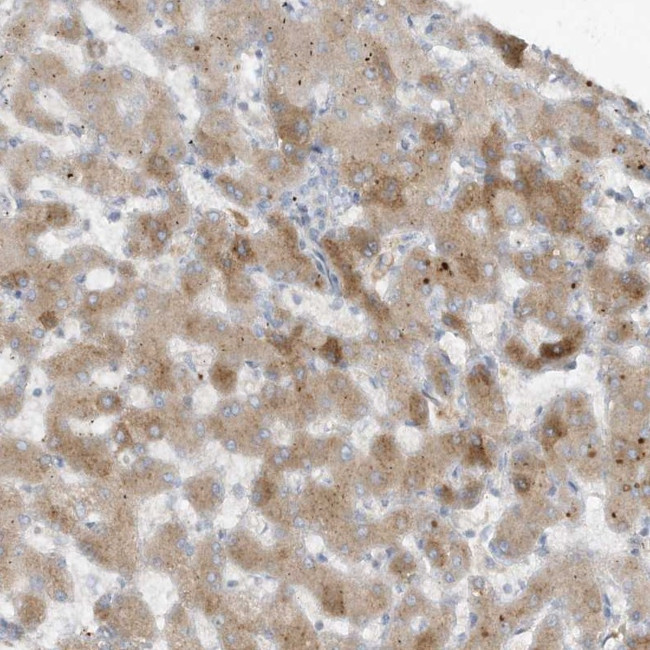 Fetuin B Antibody in Immunohistochemistry (Paraffin) (IHC (P))