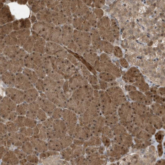 CATSPERB Antibody in Immunohistochemistry (Paraffin) (IHC (P))