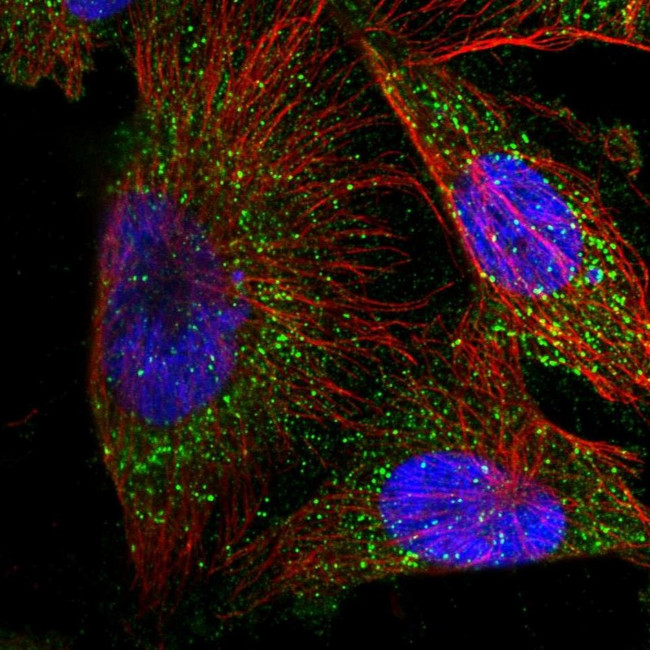 METTL6 Antibody in Immunocytochemistry (ICC/IF)