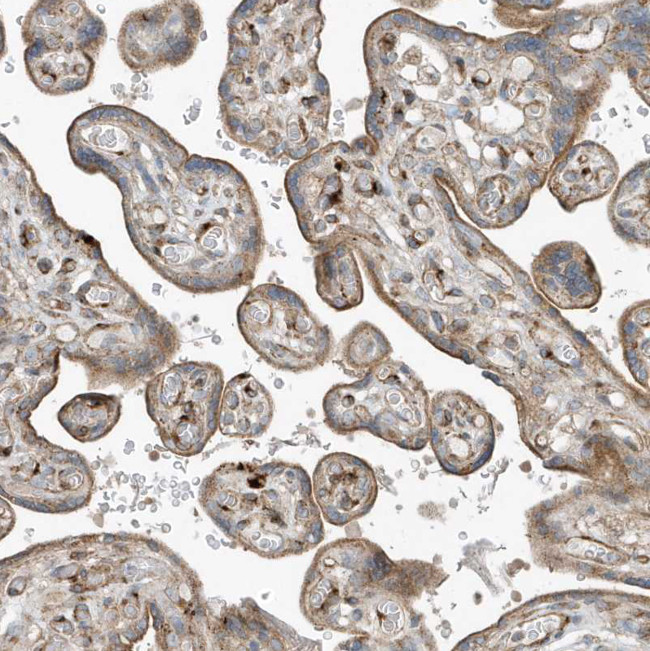 SLC38A2 Antibody in Immunohistochemistry (Paraffin) (IHC (P))