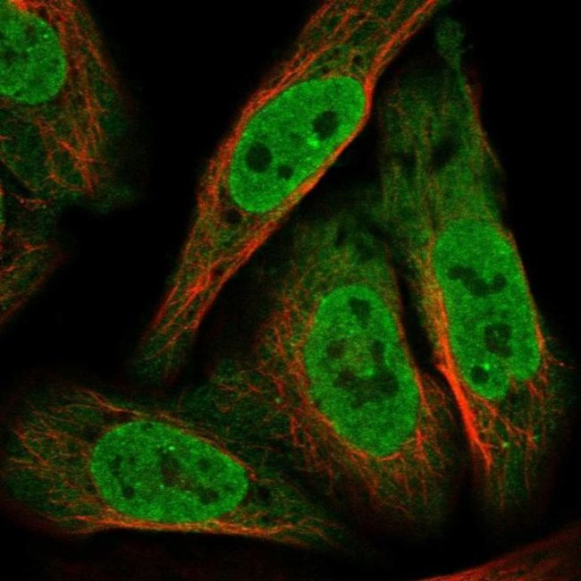 ANKZF1 Antibody in Immunocytochemistry (ICC/IF)