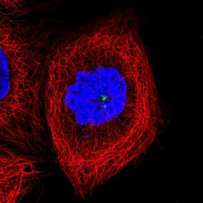 CCDC14 Antibody in Immunocytochemistry (ICC/IF)