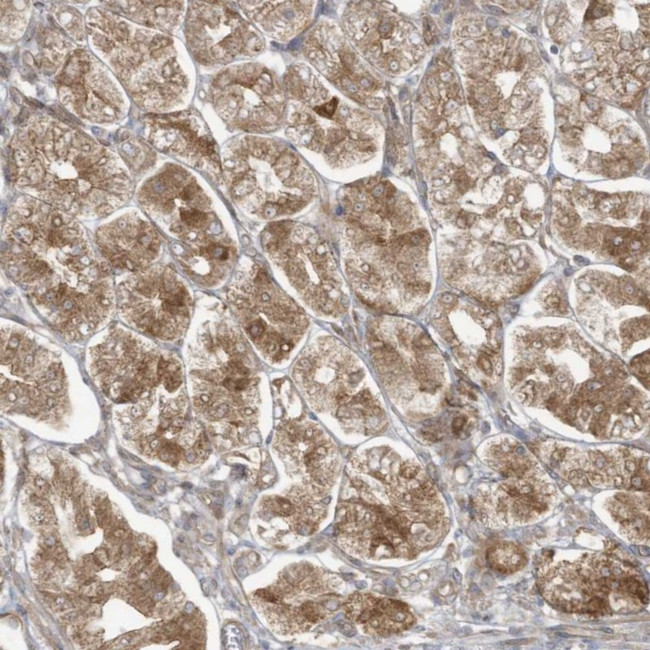 MAGIX Antibody in Immunohistochemistry (Paraffin) (IHC (P))