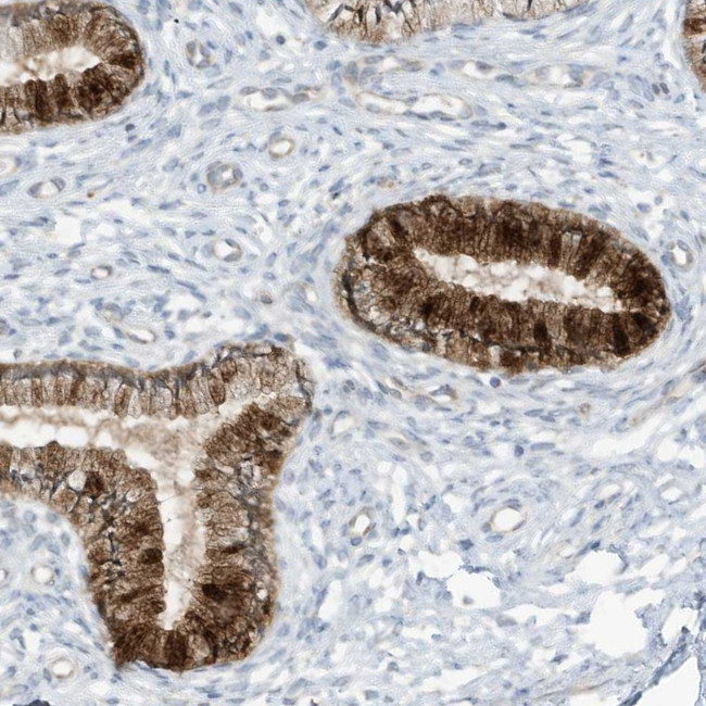 SCGB1D2 Antibody in Immunohistochemistry (Paraffin) (IHC (P))