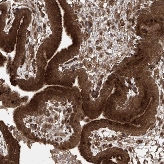 PGPEP1 Antibody in Immunohistochemistry (Paraffin) (IHC (P))