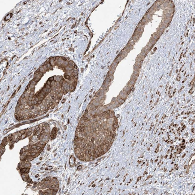 SOGA3 Antibody in Immunohistochemistry (Paraffin) (IHC (P))