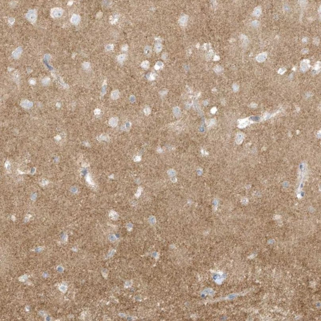 Arhgef9 Antibody in Immunohistochemistry (IHC)