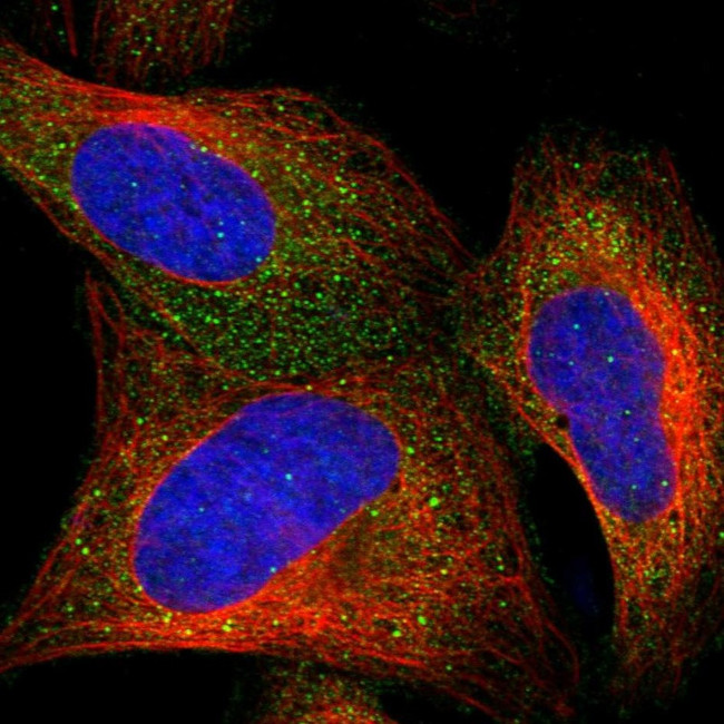CCDC24 Antibody in Immunocytochemistry (ICC/IF)
