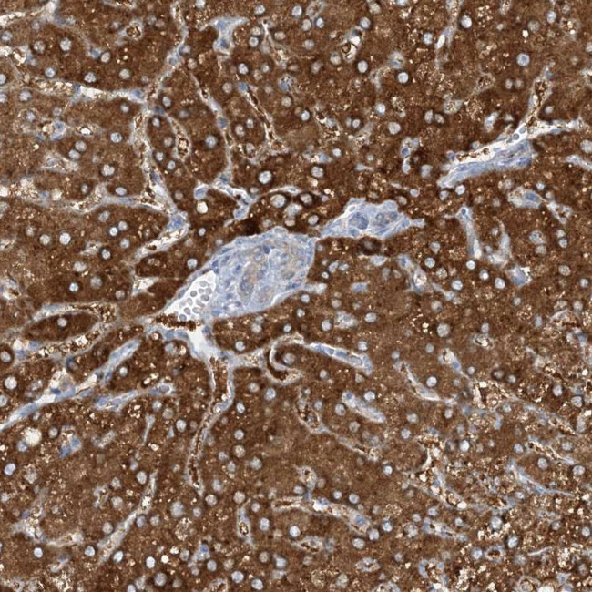 MRPS18A Antibody in Immunohistochemistry (Paraffin) (IHC (P))