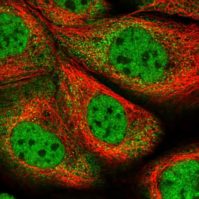 ZNF500 Antibody in Immunocytochemistry (ICC/IF)