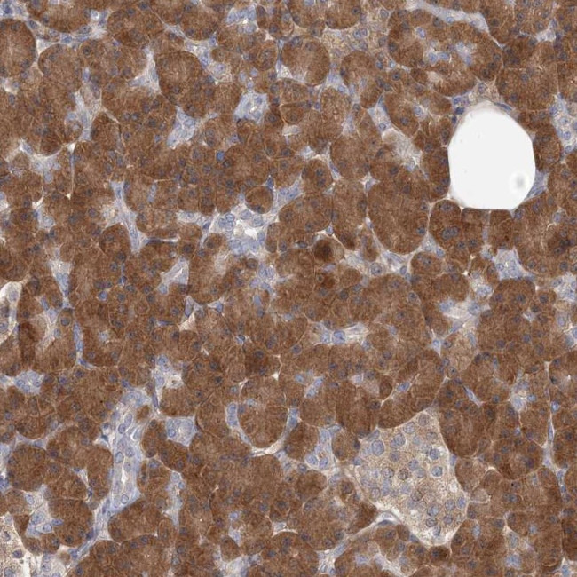 GMPPA Antibody in Immunohistochemistry (Paraffin) (IHC (P))