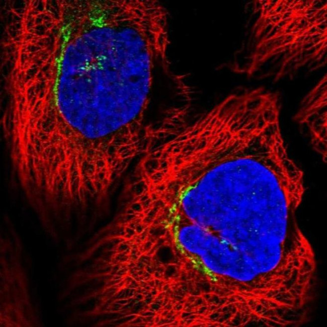 FBXL8 Antibody in Immunocytochemistry (ICC/IF)