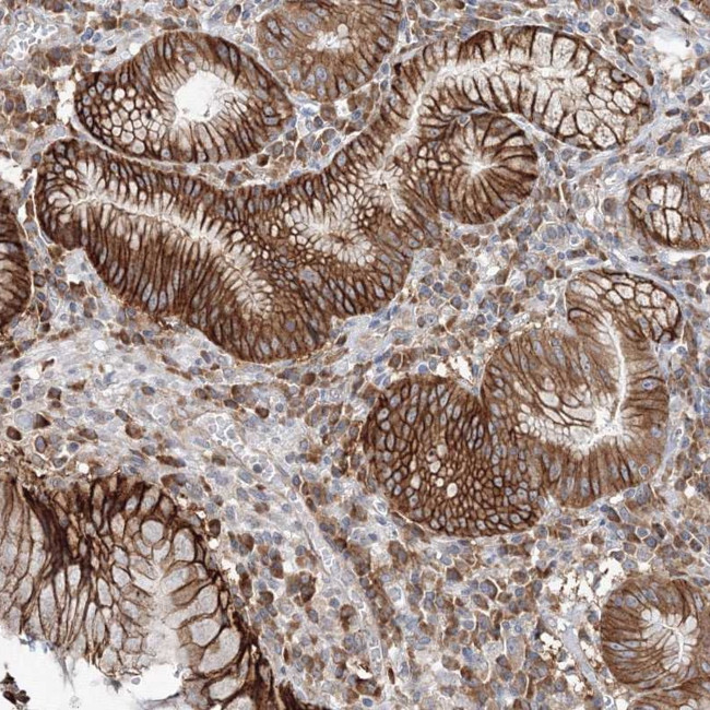 FBXL8 Antibody in Immunohistochemistry (Paraffin) (IHC (P))