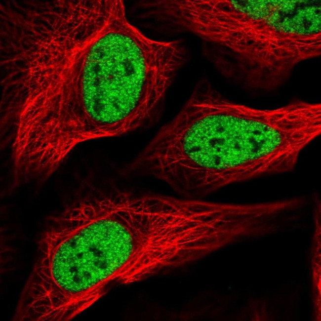 SCAF8 Antibody in Immunocytochemistry (ICC/IF)