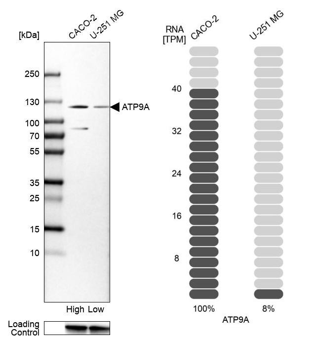 ATP9A Antibody