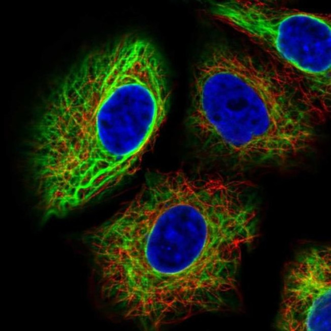 PAFAH1B3 Antibody in Immunocytochemistry (ICC/IF)