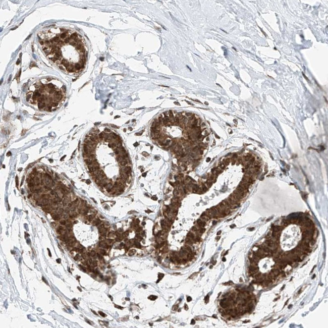 C9orf66 Antibody in Immunohistochemistry (Paraffin) (IHC (P))