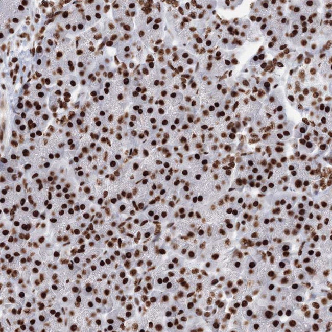 PCDHA3 Antibody in Immunohistochemistry (Paraffin) (IHC (P))
