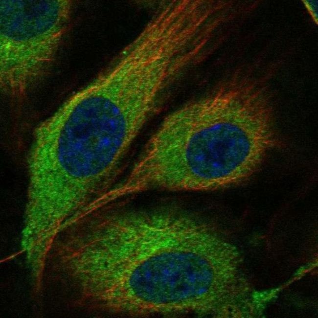 MMRN1 Antibody in Immunocytochemistry (ICC/IF)