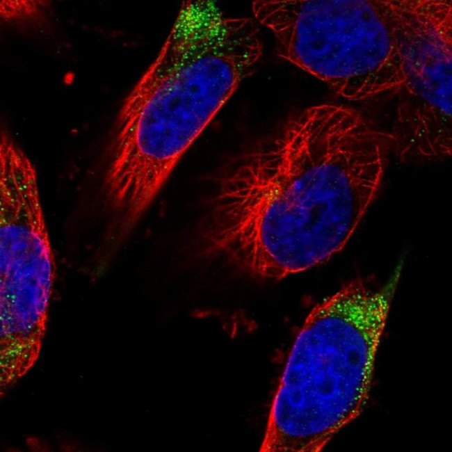 DPP3 Antibody in Immunocytochemistry (ICC/IF)