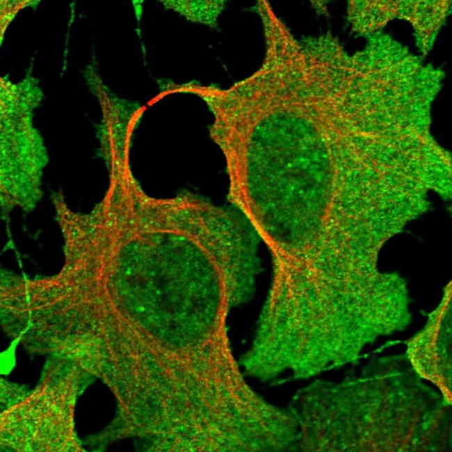 DPP3 Antibody in Immunocytochemistry (ICC/IF)