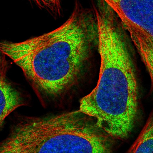 NFU1 Antibody in Immunocytochemistry (ICC/IF)