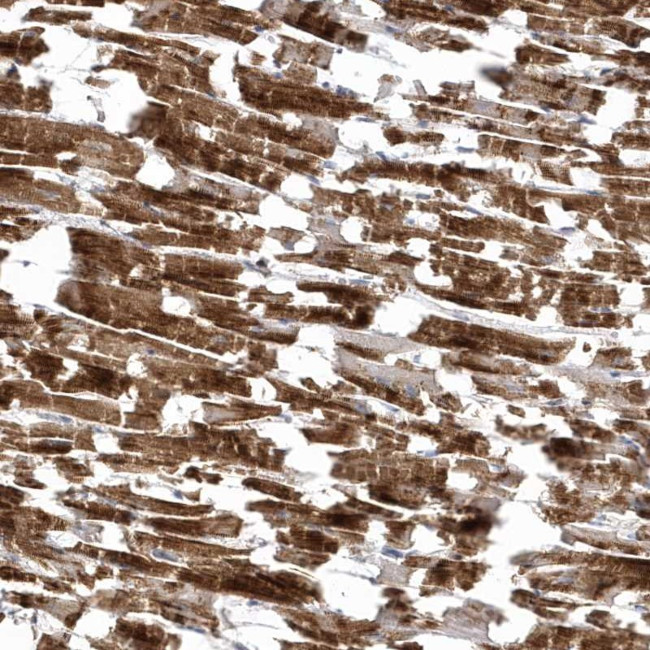 C1orf177 Antibody in Immunohistochemistry (Paraffin) (IHC (P))