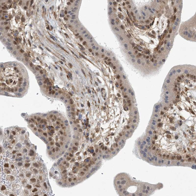 MED28 Antibody in Immunohistochemistry (Paraffin) (IHC (P))