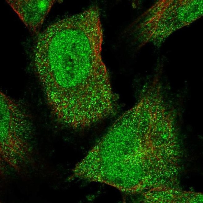 FAM206A Antibody in Immunocytochemistry (ICC/IF)