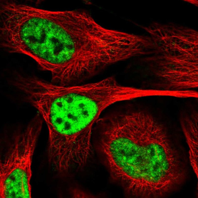PLRG1 Antibody in Immunocytochemistry (ICC/IF)