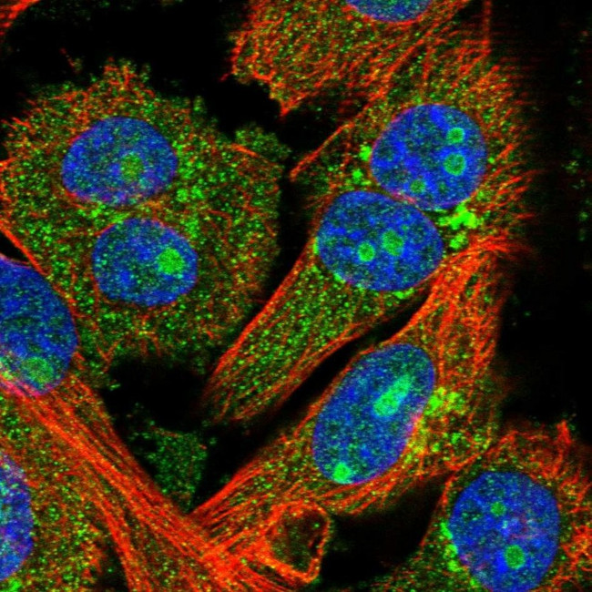 FEZ2 Antibody in Immunocytochemistry (ICC/IF)