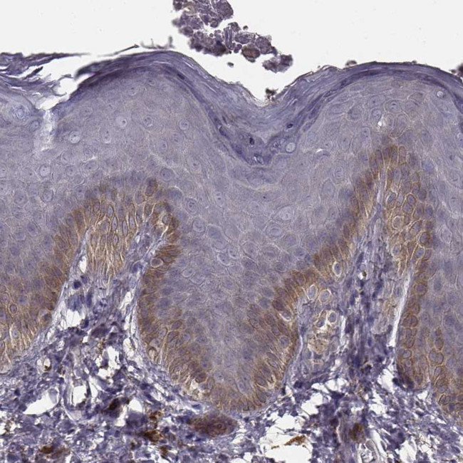 KAAG1 Antibody in Immunohistochemistry (Paraffin) (IHC (P))