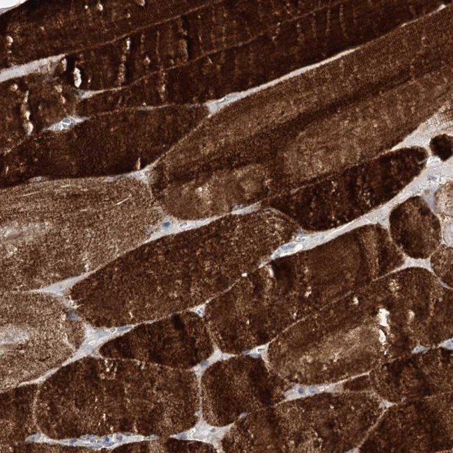 HELT Antibody in Immunohistochemistry (Paraffin) (IHC (P))