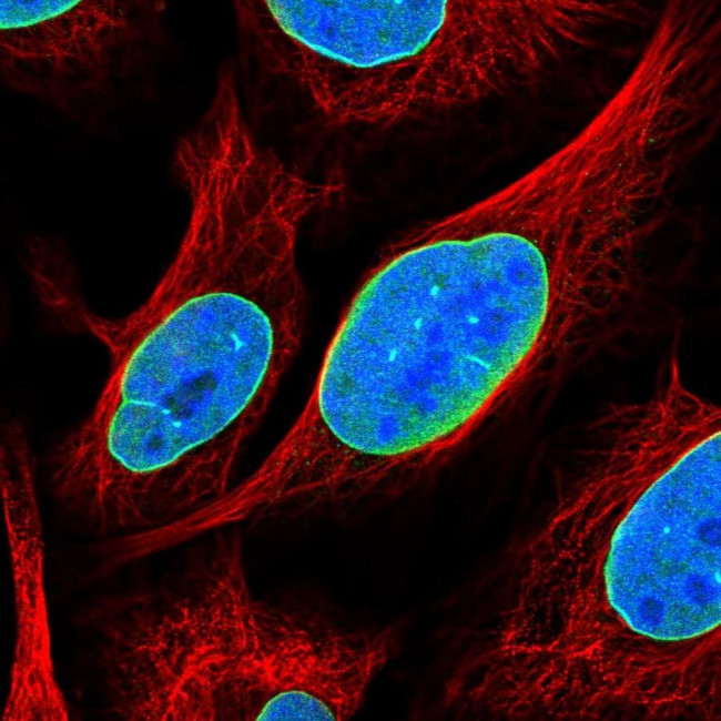 C6orf141 Antibody in Immunocytochemistry (ICC/IF)
