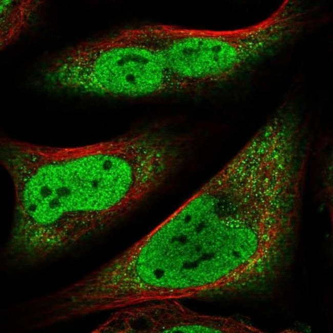 CCDC152 Antibody in Immunocytochemistry (ICC/IF)