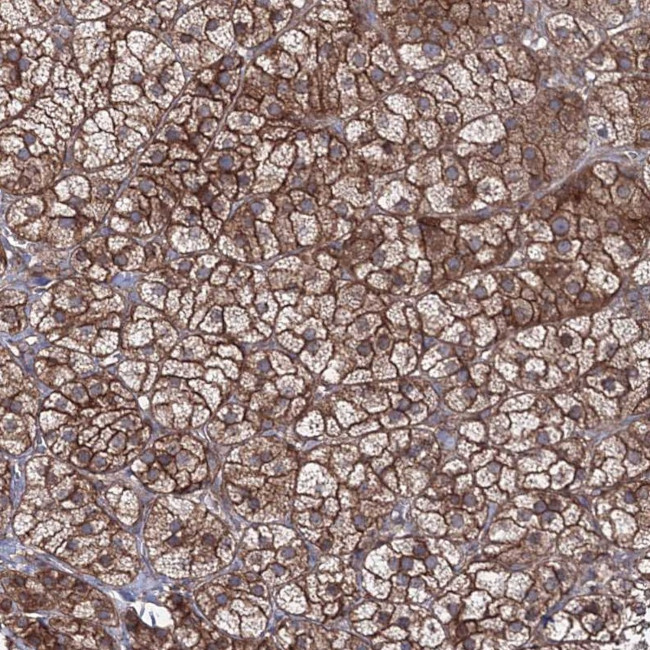 EXOC6 Antibody in Immunohistochemistry (Paraffin) (IHC (P))