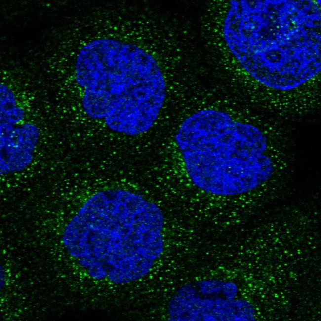 ARHGAP30 Antibody in Immunocytochemistry (ICC/IF)