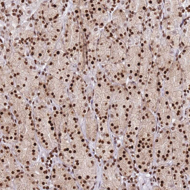 Adenylate Kinase 9 Antibody in Immunohistochemistry (Paraffin) (IHC (P))