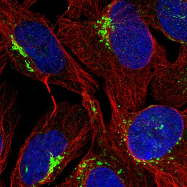 CU070 Antibody in Immunocytochemistry (ICC/IF)