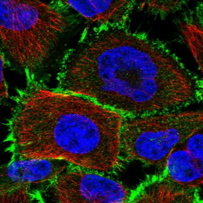 PCBD2 Antibody in Immunocytochemistry (ICC/IF)